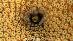 This is a Spinyhead Blenny. Finding them in the Caribbean... by Wendy Biscette 
